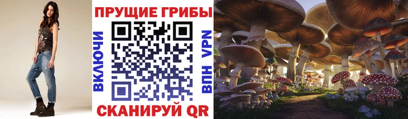 Псилоцибиновые грибы Psilocybe blacksprut зеркало Купино